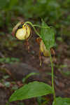 Kentuckey lady's slipper